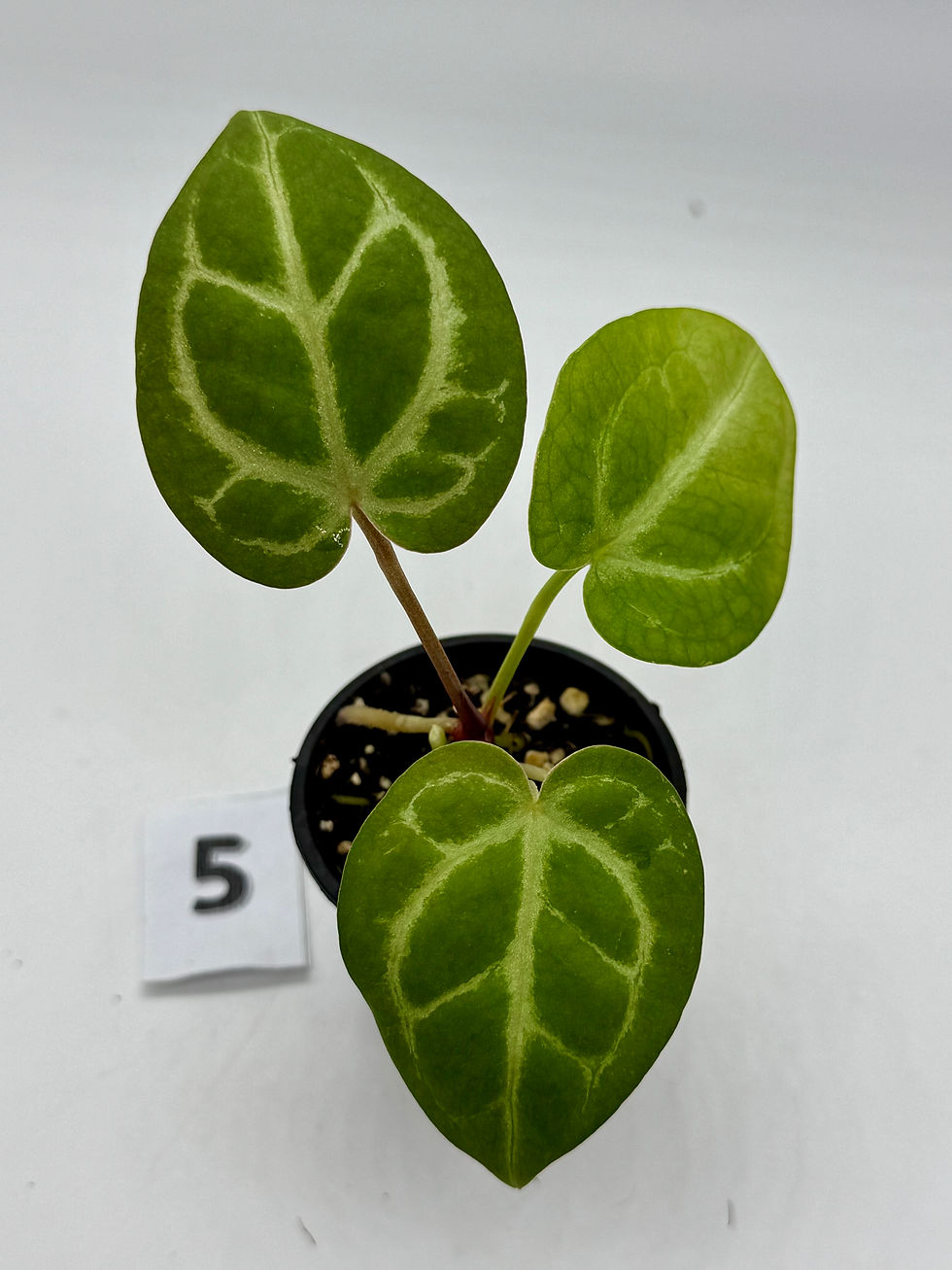 Thumbnail: Anthurium Tezula RC x ( SKG Silver x RC) in 50mm