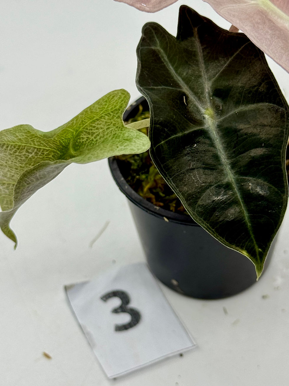 Thumbnail: Alocasia Amazonica Pink Polly Mutation 