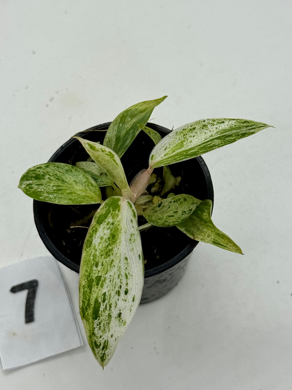 Thumbnail: Philodendron Green Emerald Marble Variegated 