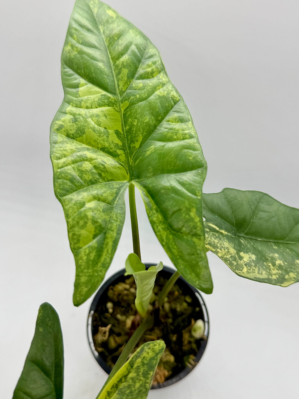 Thumbnail: Alocasia Simpo Aurea Variegated in 70mm