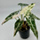 Thumbnail: Alocasia Bambino Pink-Albo Variegated 