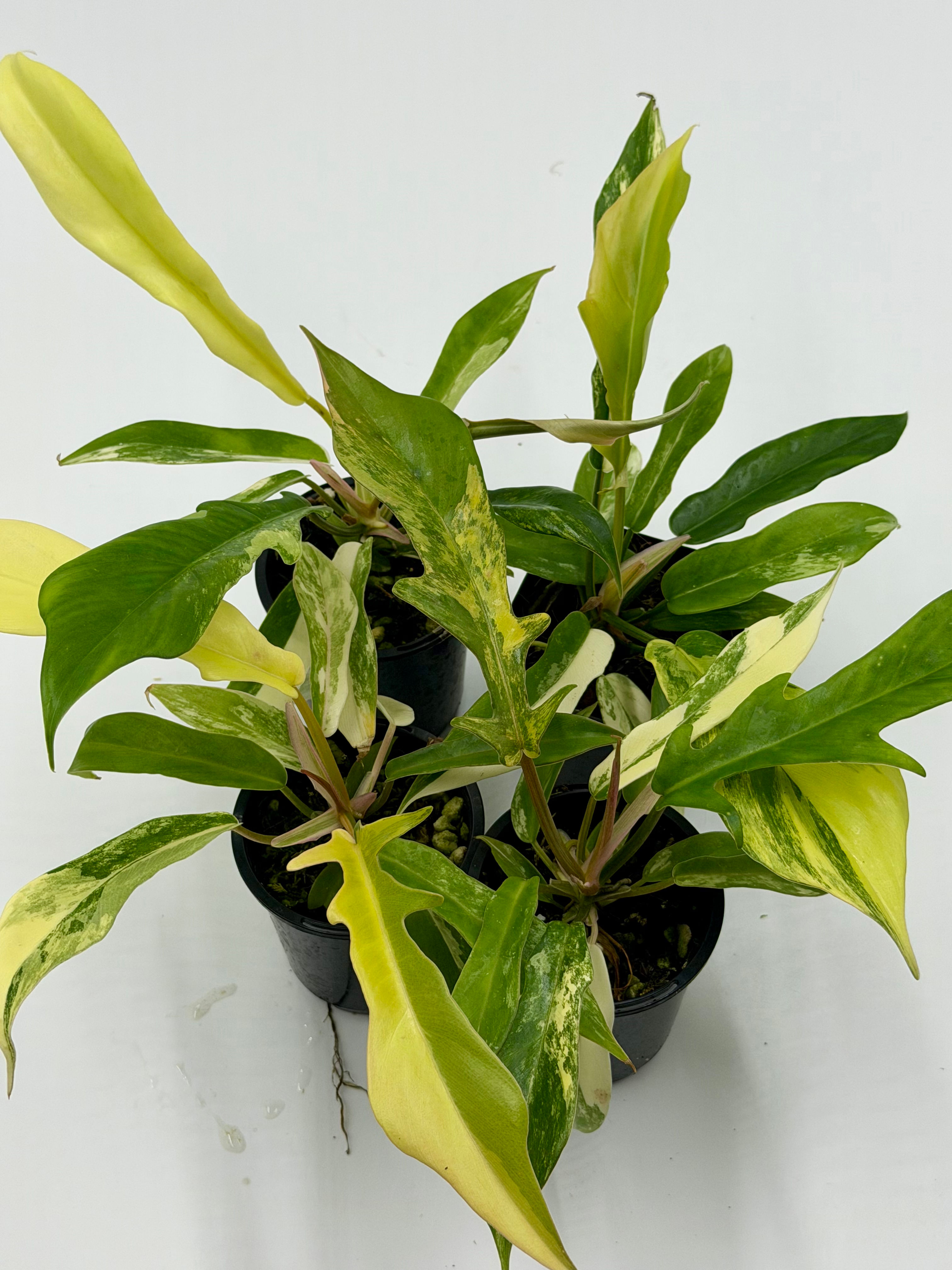 Philodendron Florida Beauty x Tortum Variegated