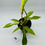 Thumbnail: Philodendron Florida Beauty x Tortum Variegated in 70mm