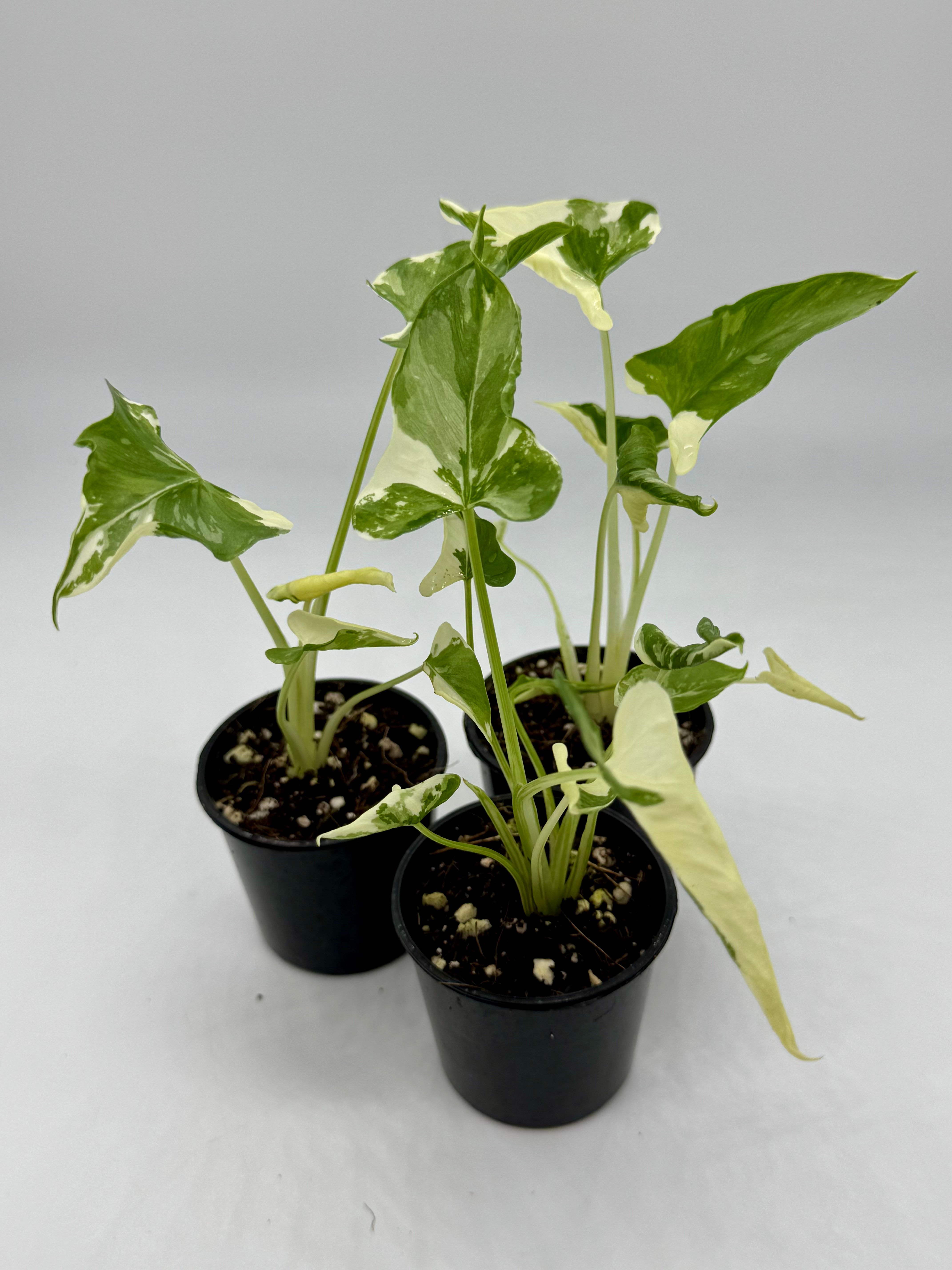 Alocasia Triangularis “Dragon Tail” Variegated in 50mm