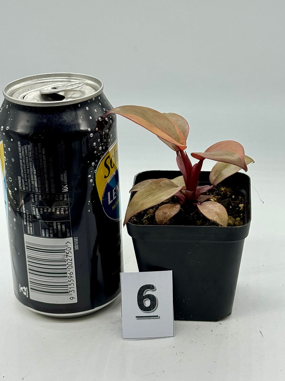Thumbnail: Philodendron Black Cardinal Variegated in 70mm