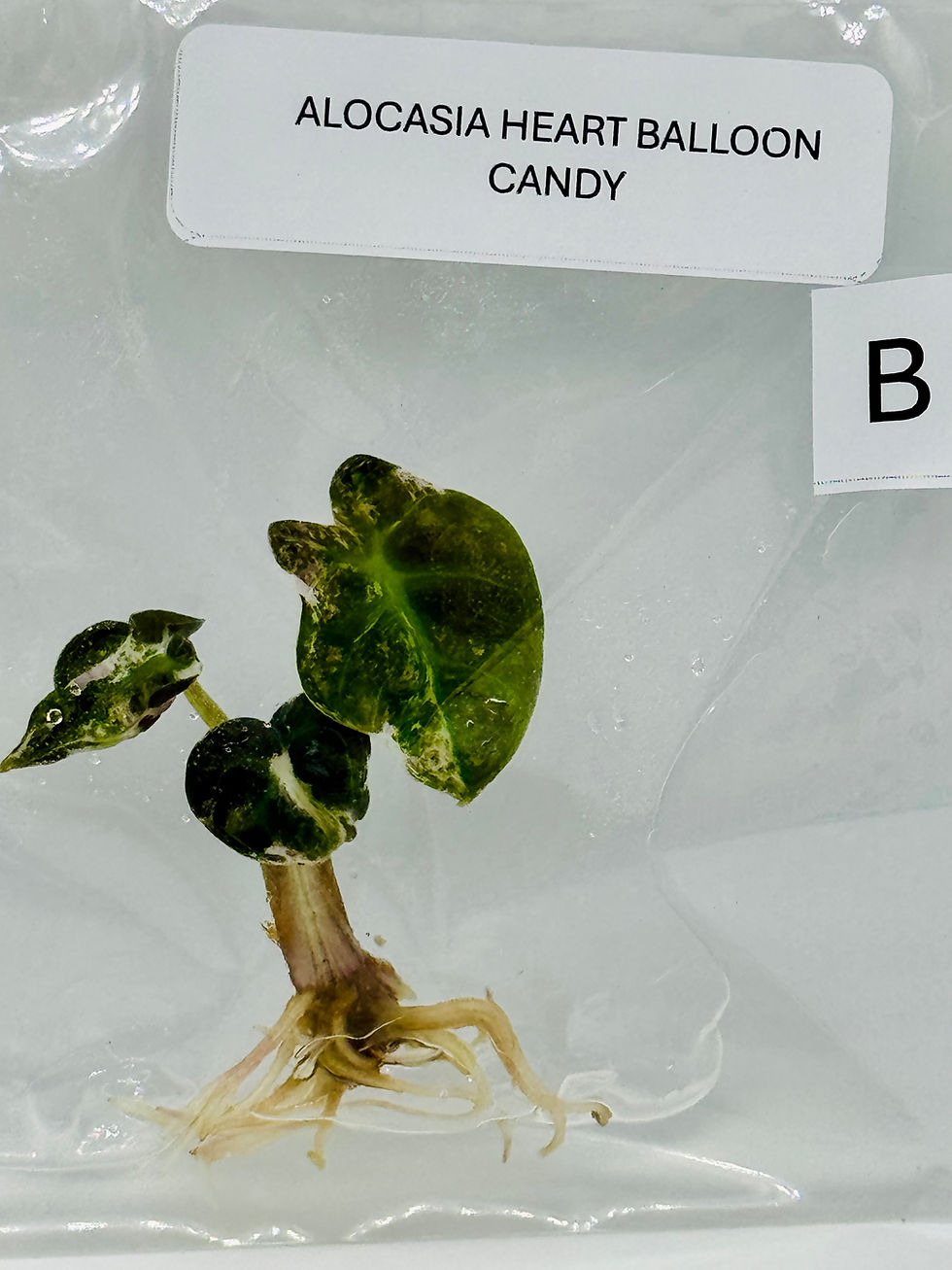 Thumbnail: Alocasia Heart Balloon Candy Variegated TC in agar