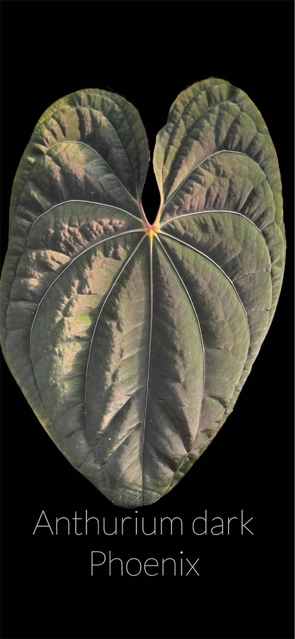 Anthurium  Dark Phoenix
