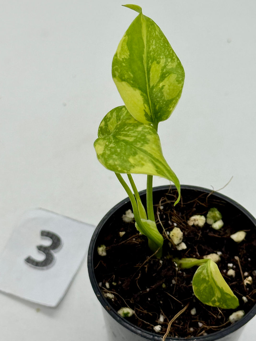 Thumbnail: Monstera King Electrolyte 