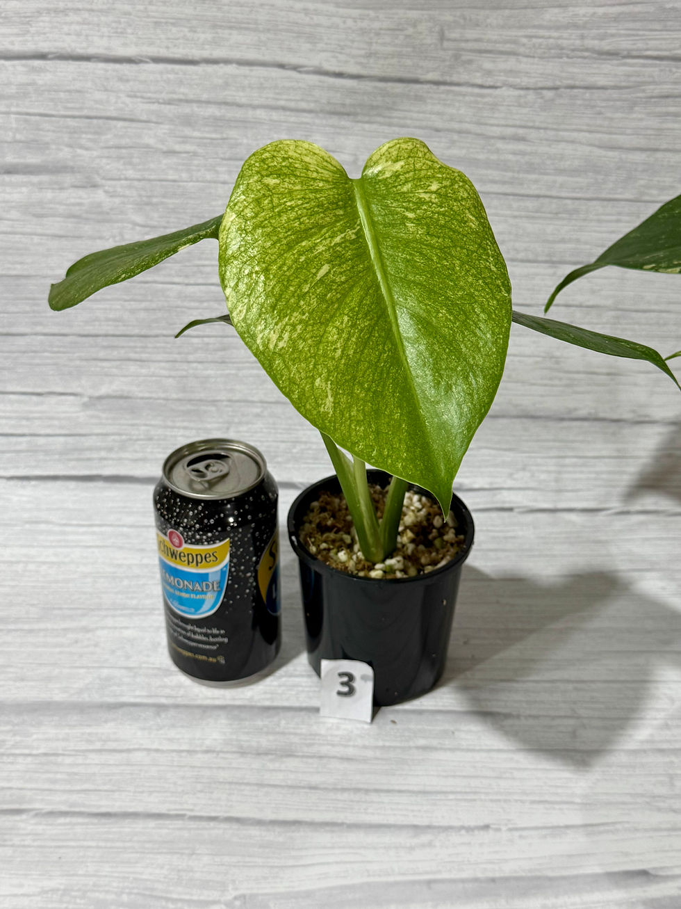 Thumbnail: Monstera White Monster Tip Cutting in 100mm