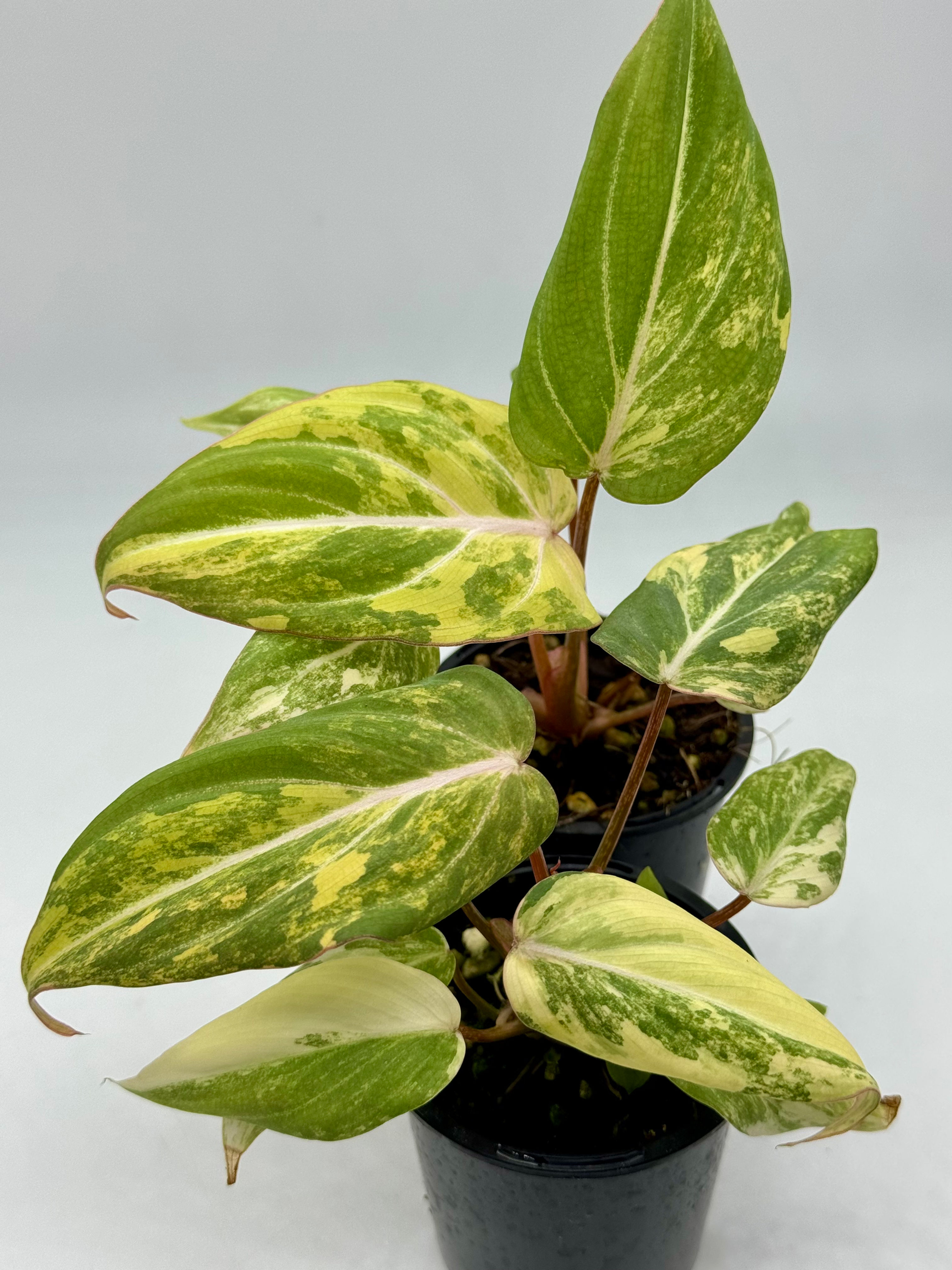 Philodendron Gloriosum Variegated