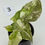 Thumbnail: Alocasia Wentii Pink Variegated in 50mm 