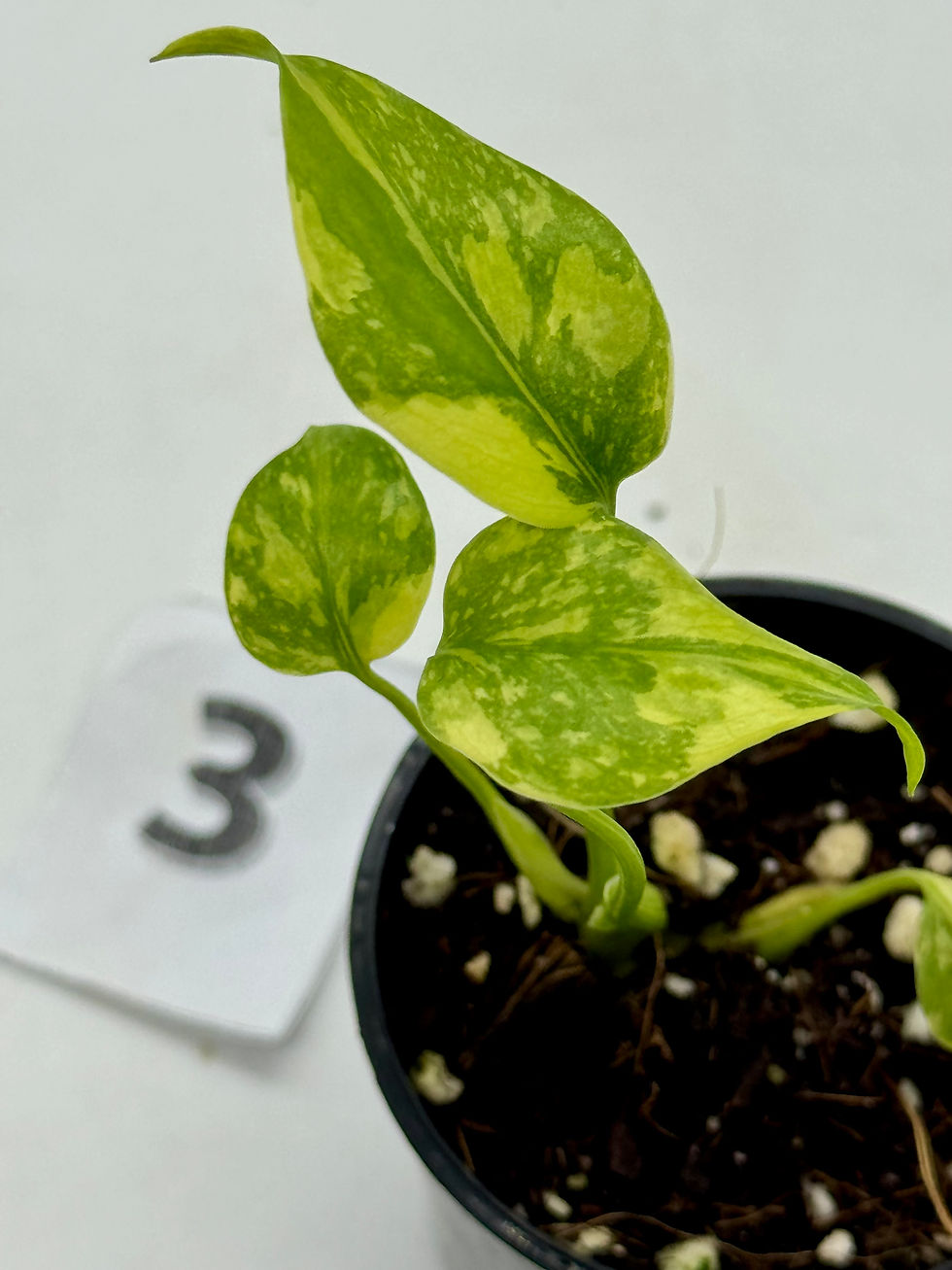 Thumbnail: Monstera King Electrolyte 