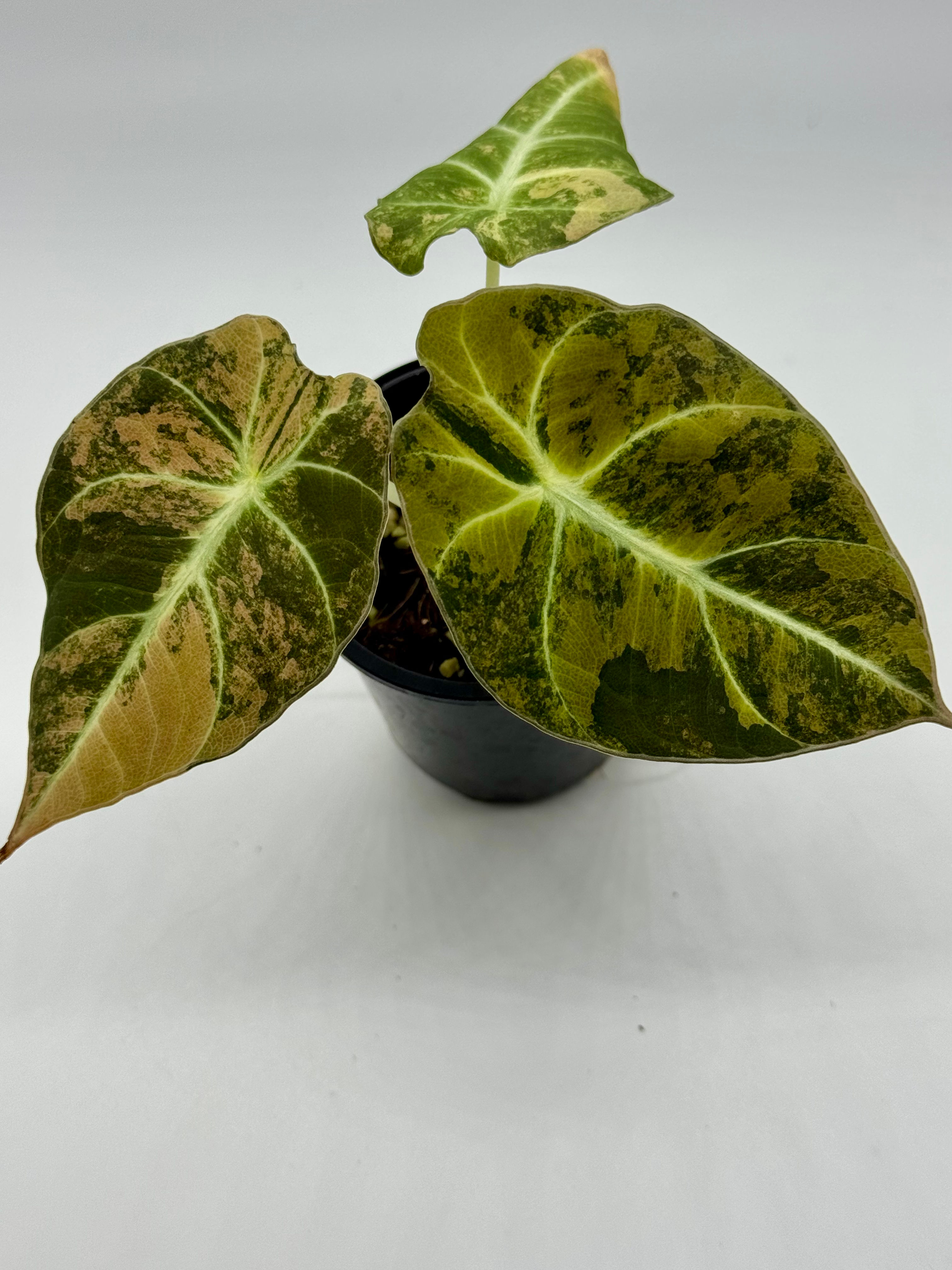 Alocasia Black Velvet Gold Variegated in 70mm
