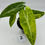Thumbnail: Alocasia Longiloba Aurea Variegated in 70mm 