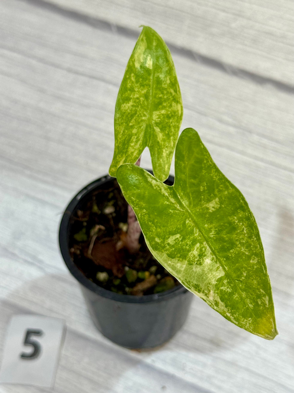 Thumbnail: Alocasia Zebrina Aurea Variegated 