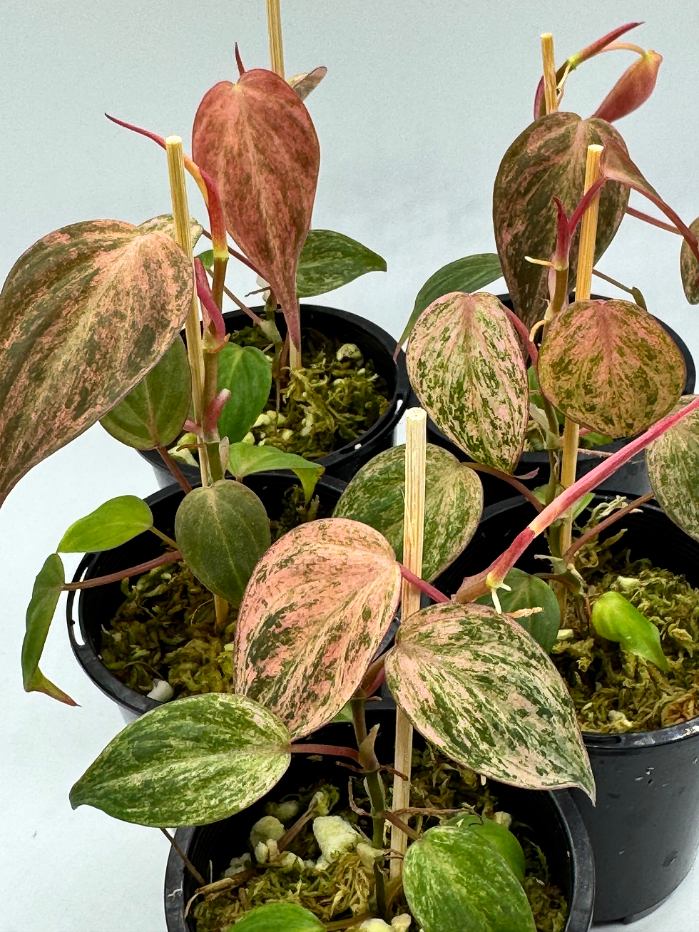 Philodendron Micans Pink-Mint Variegated