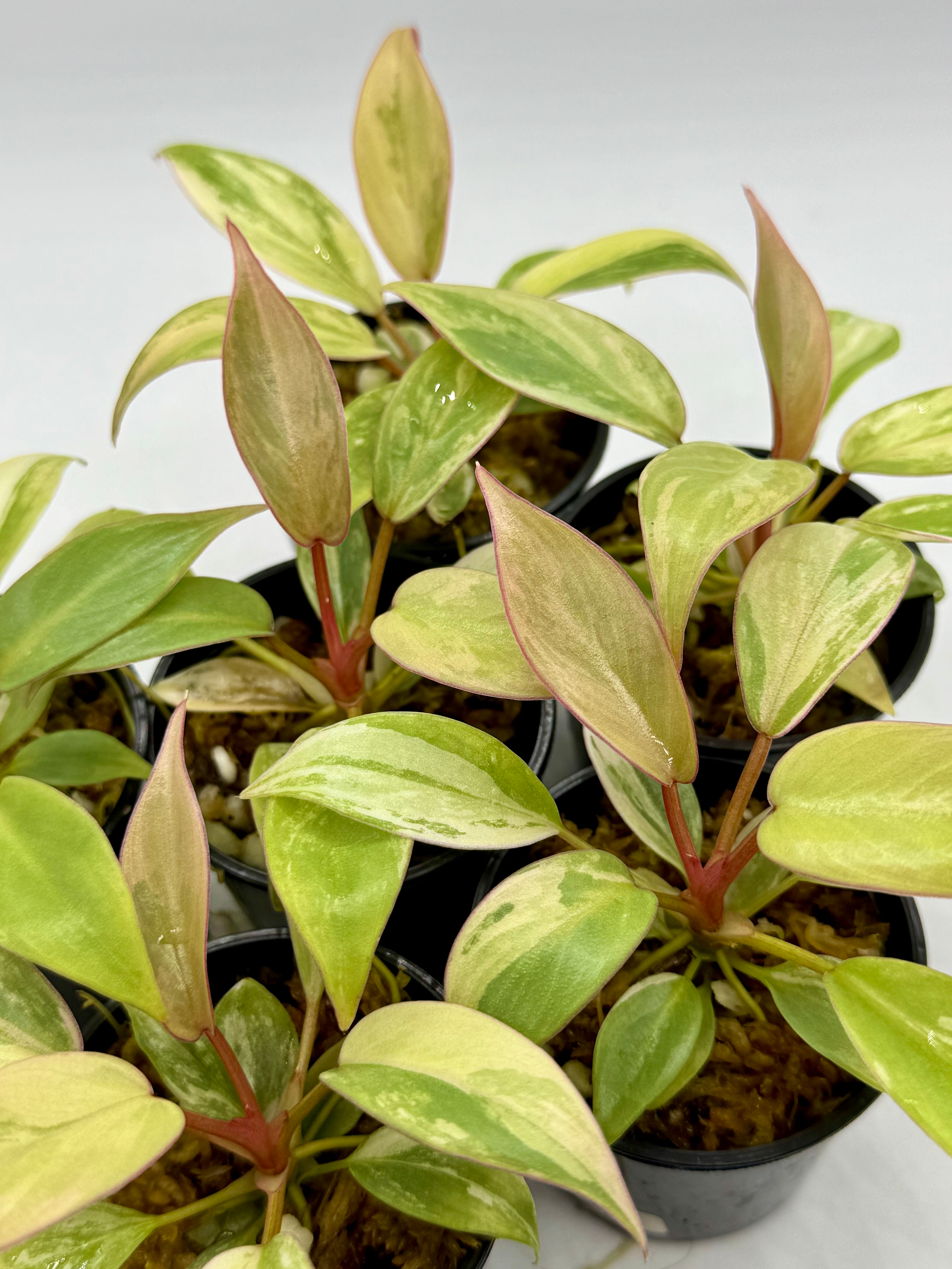 Philodendron Atabapoense Pink Marble Variegated