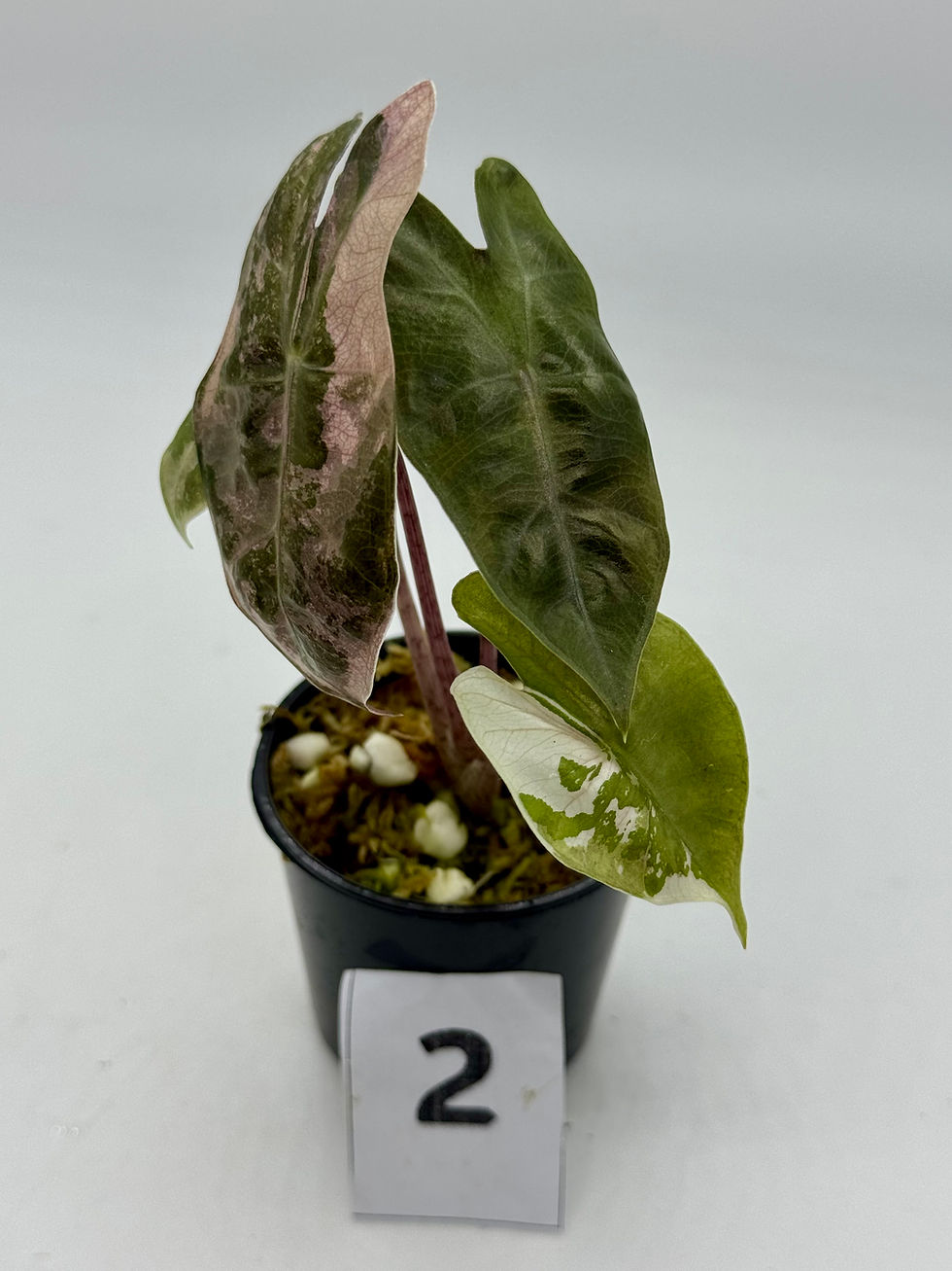 Thumbnail: Alocasia Pseudo Sanderiana Pink Variegated 