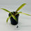 Thumbnail: Philodendron Carmel Marble Variegated in 70mm