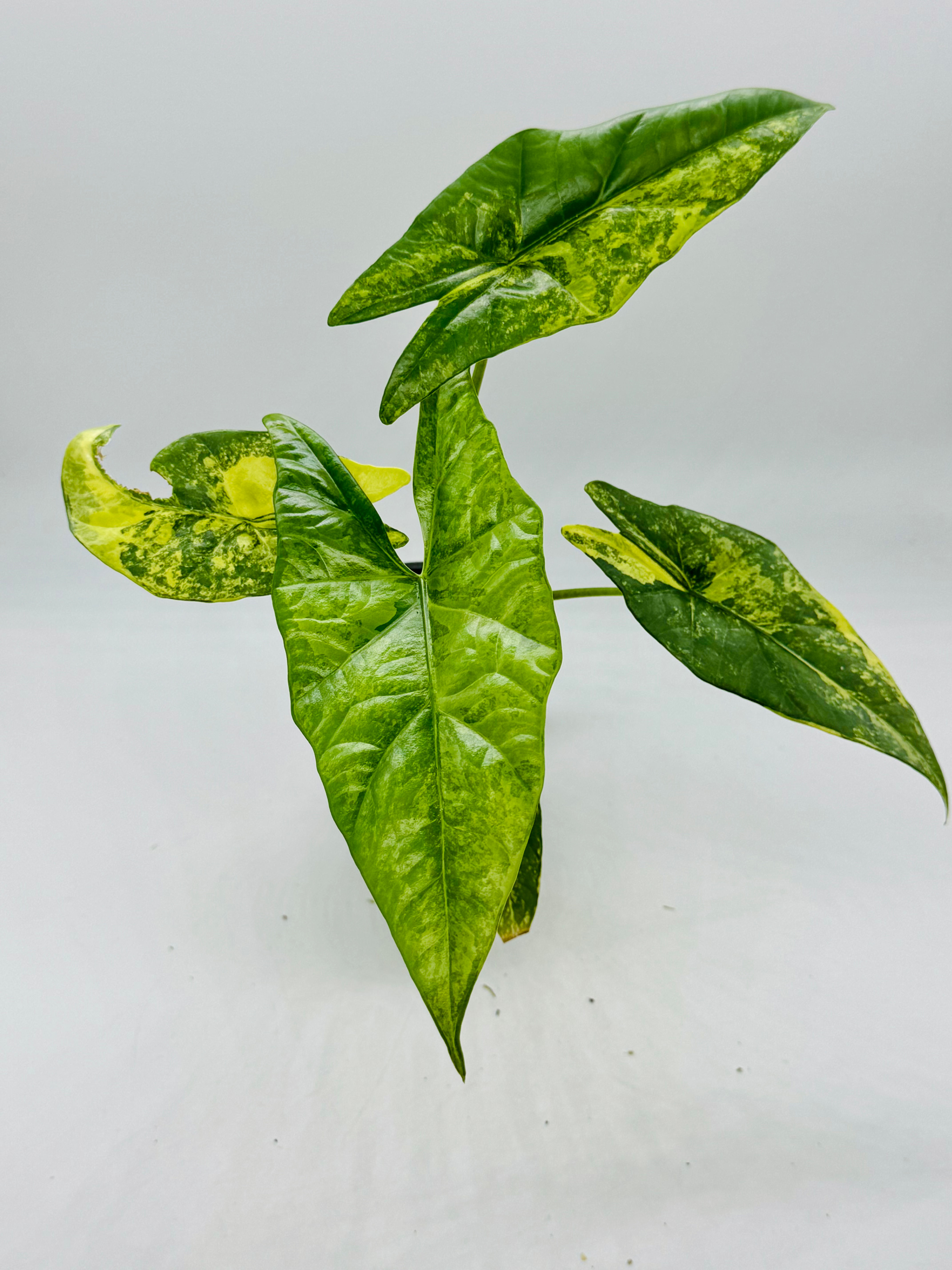 Alocasia Simpo Aurea Variegated in 70mm