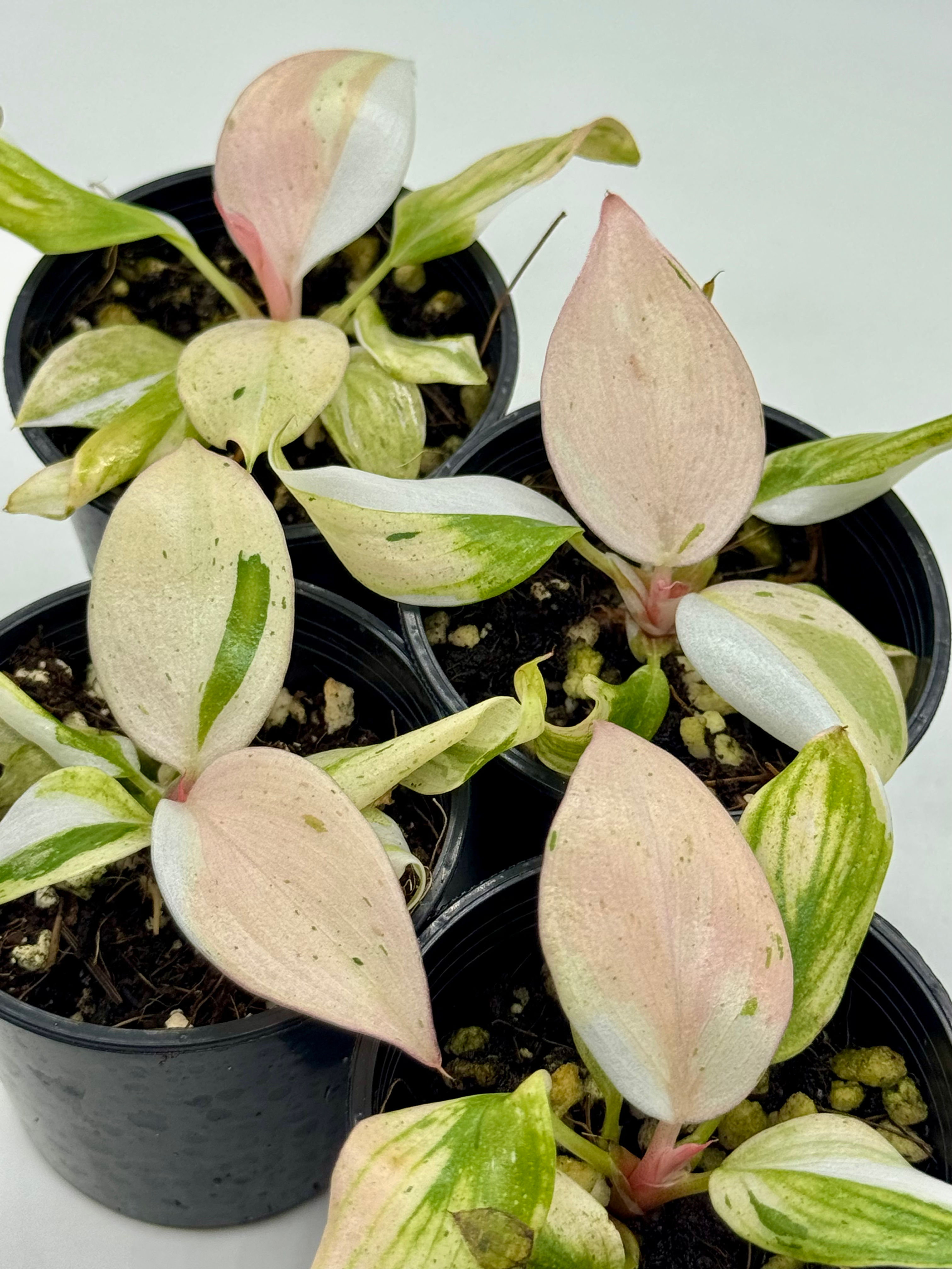 Philodendron White Knight Pink Mint Variegated 