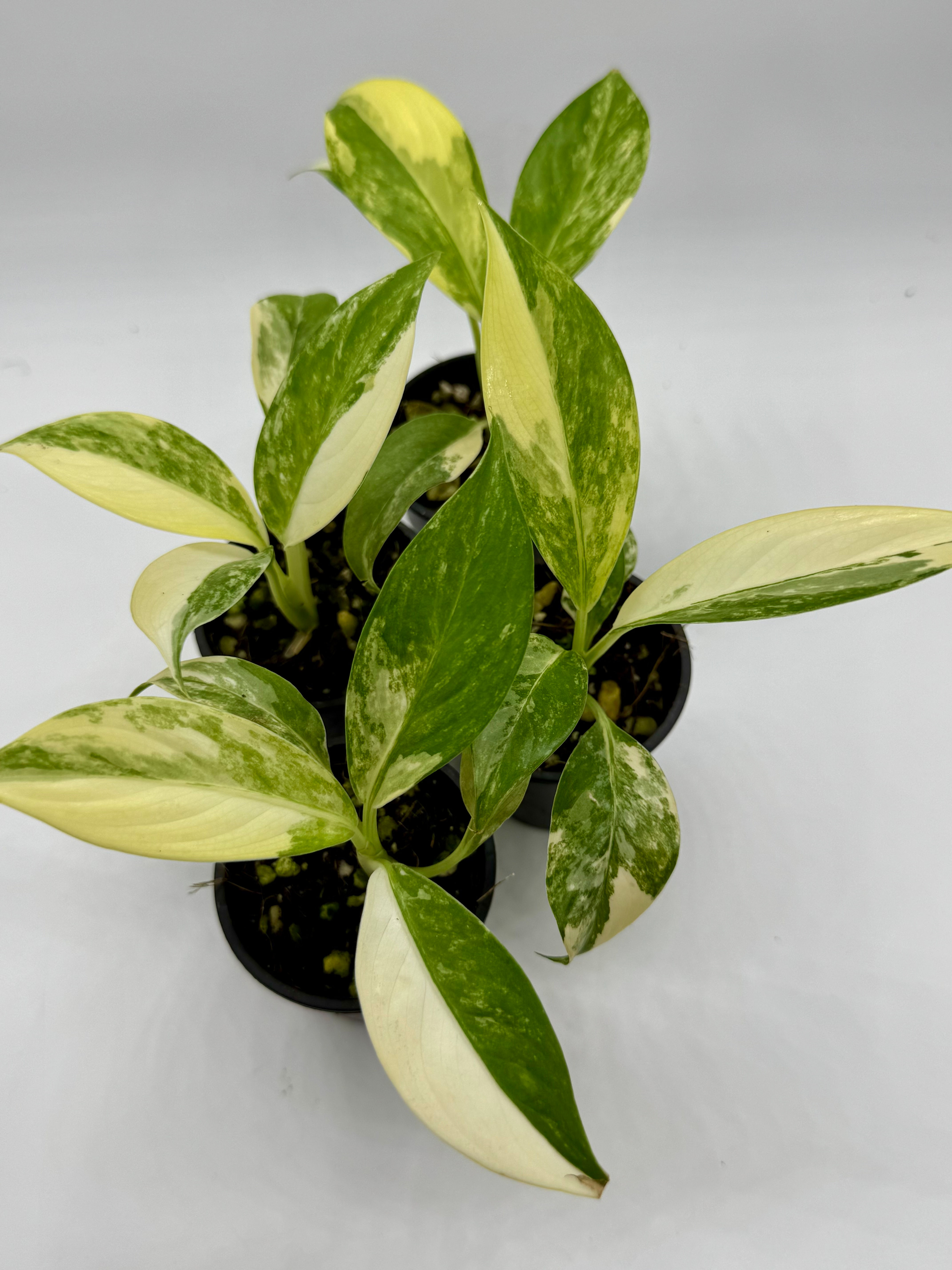 Dieffenbachia Big Ben Variegated in 50mm