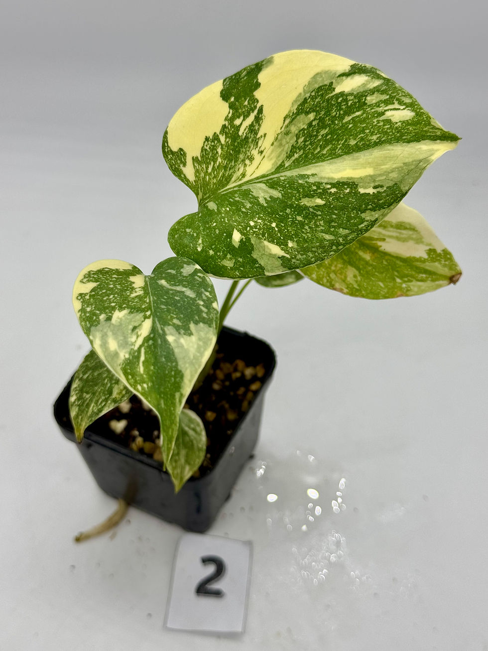 Thumbnail: Monstera Creme Brulee 