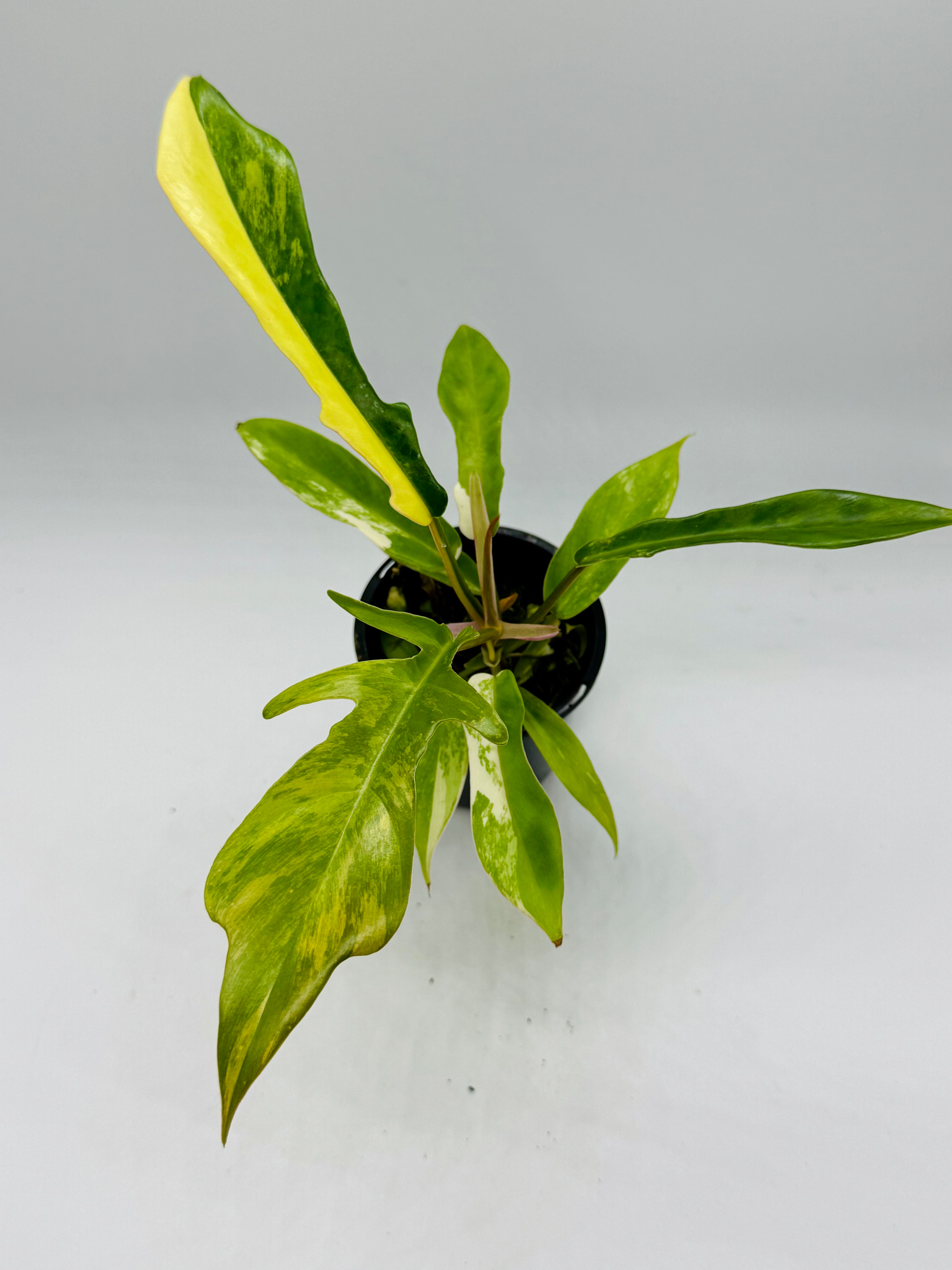 Philodendron Florida Beauty x Tortum Variegated in 70mm