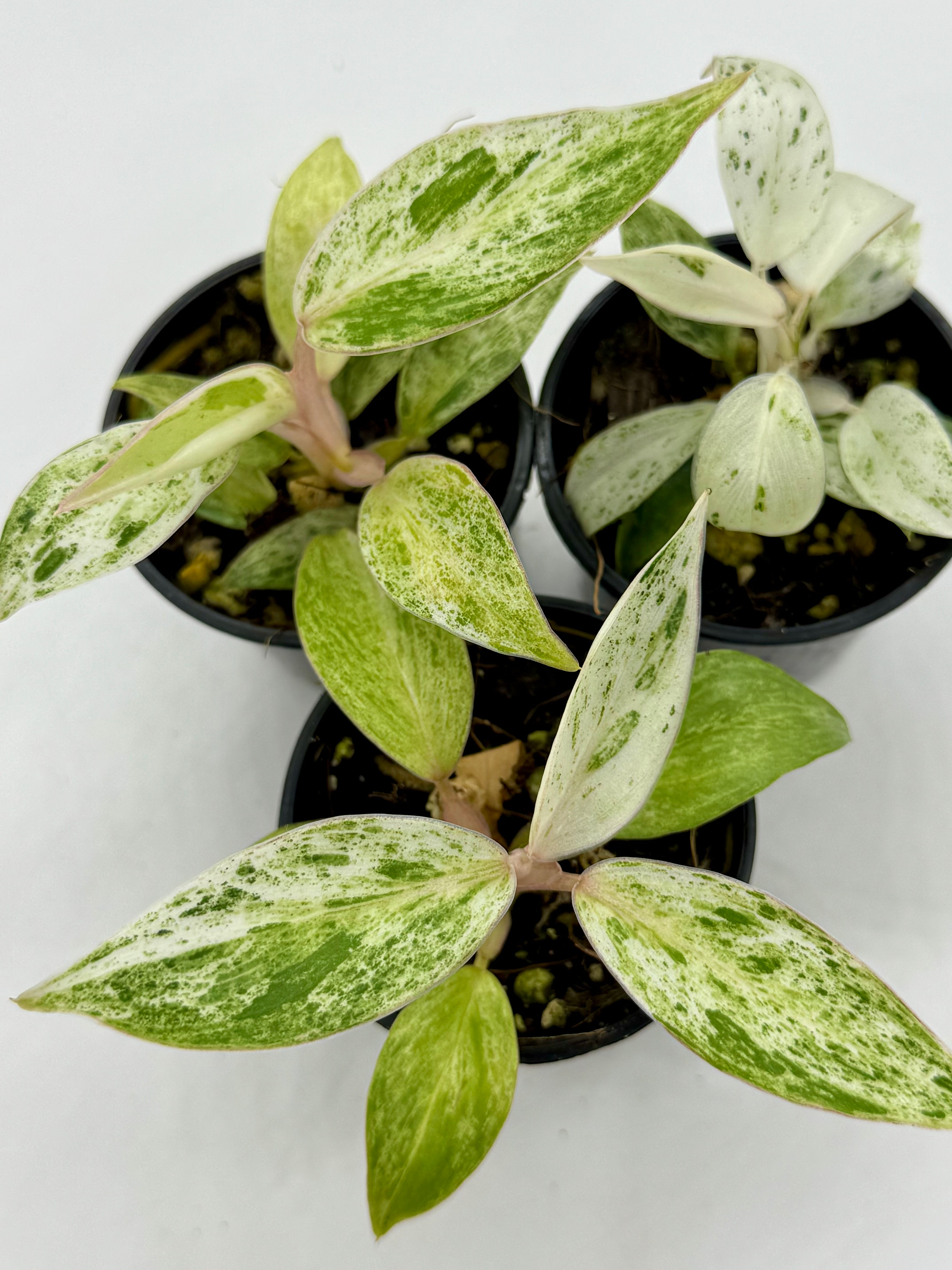 Philodendron Green Emerald Marble Variegated