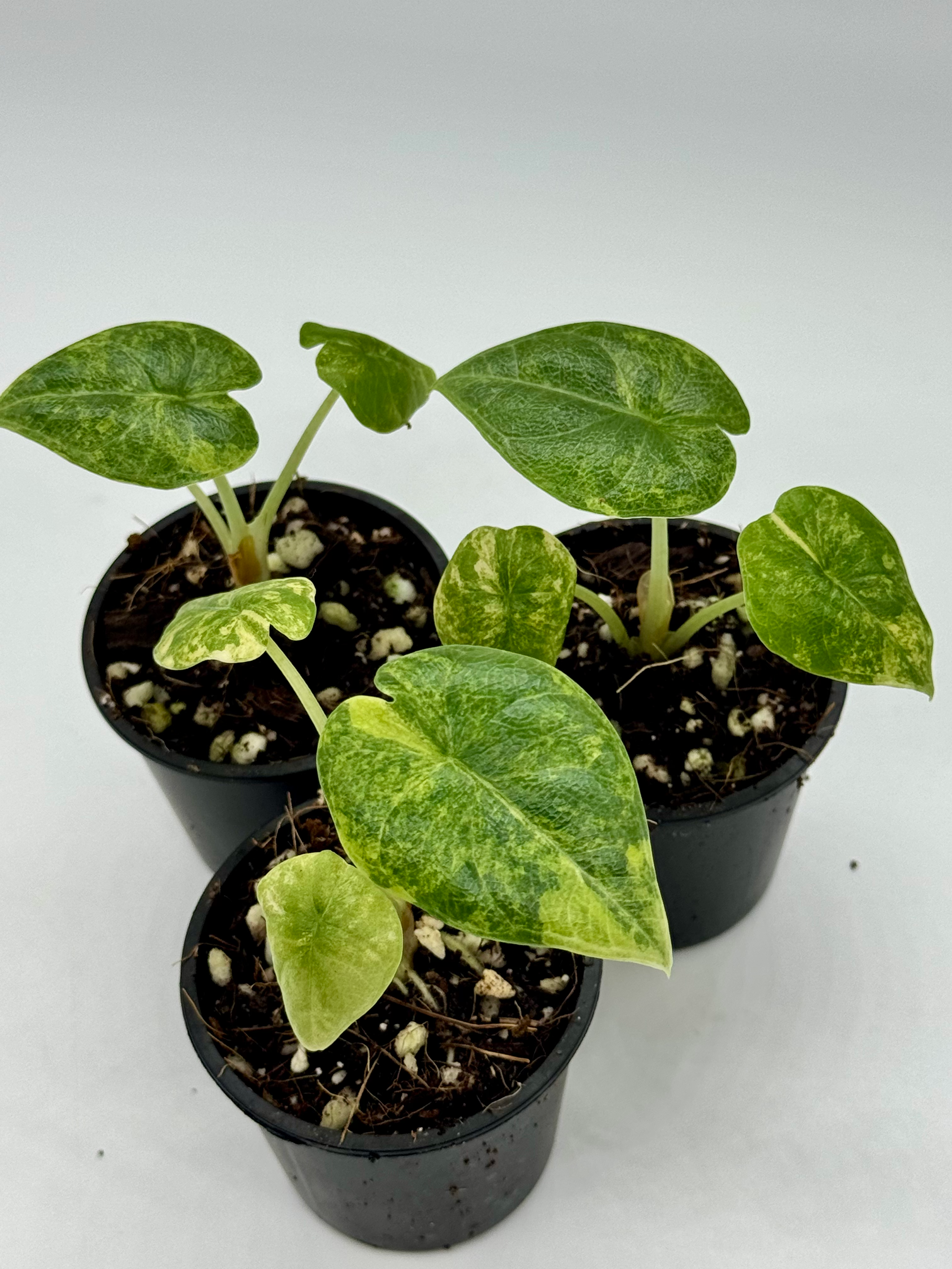 Alocasia Melo Aurea Variegated 