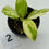 Thumbnail: Philodendron White Wizzard Tricolour -Aurea Variegated in 50mm