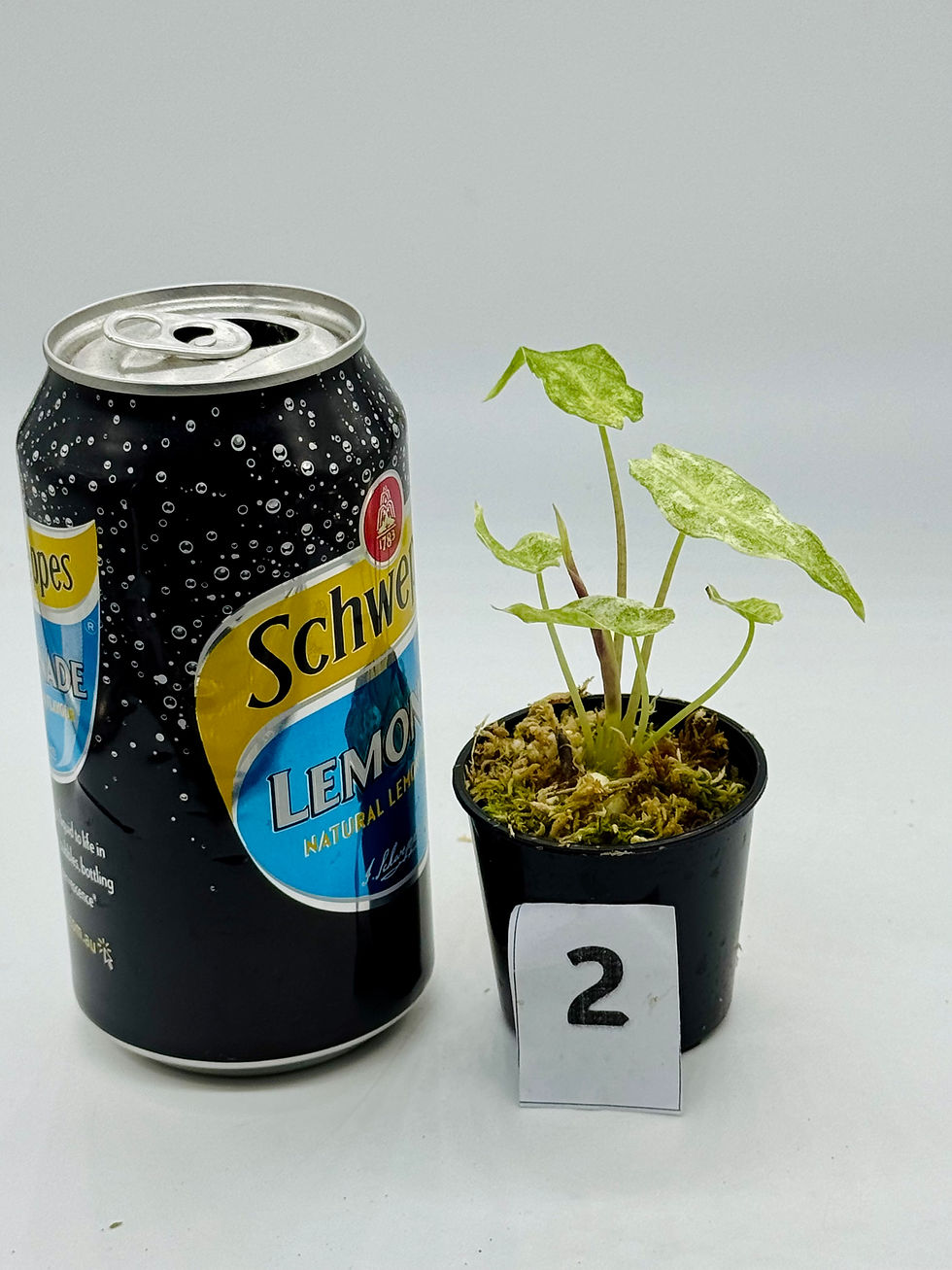 Thumbnail: Alocasia Black Satun Stardust Variegated 