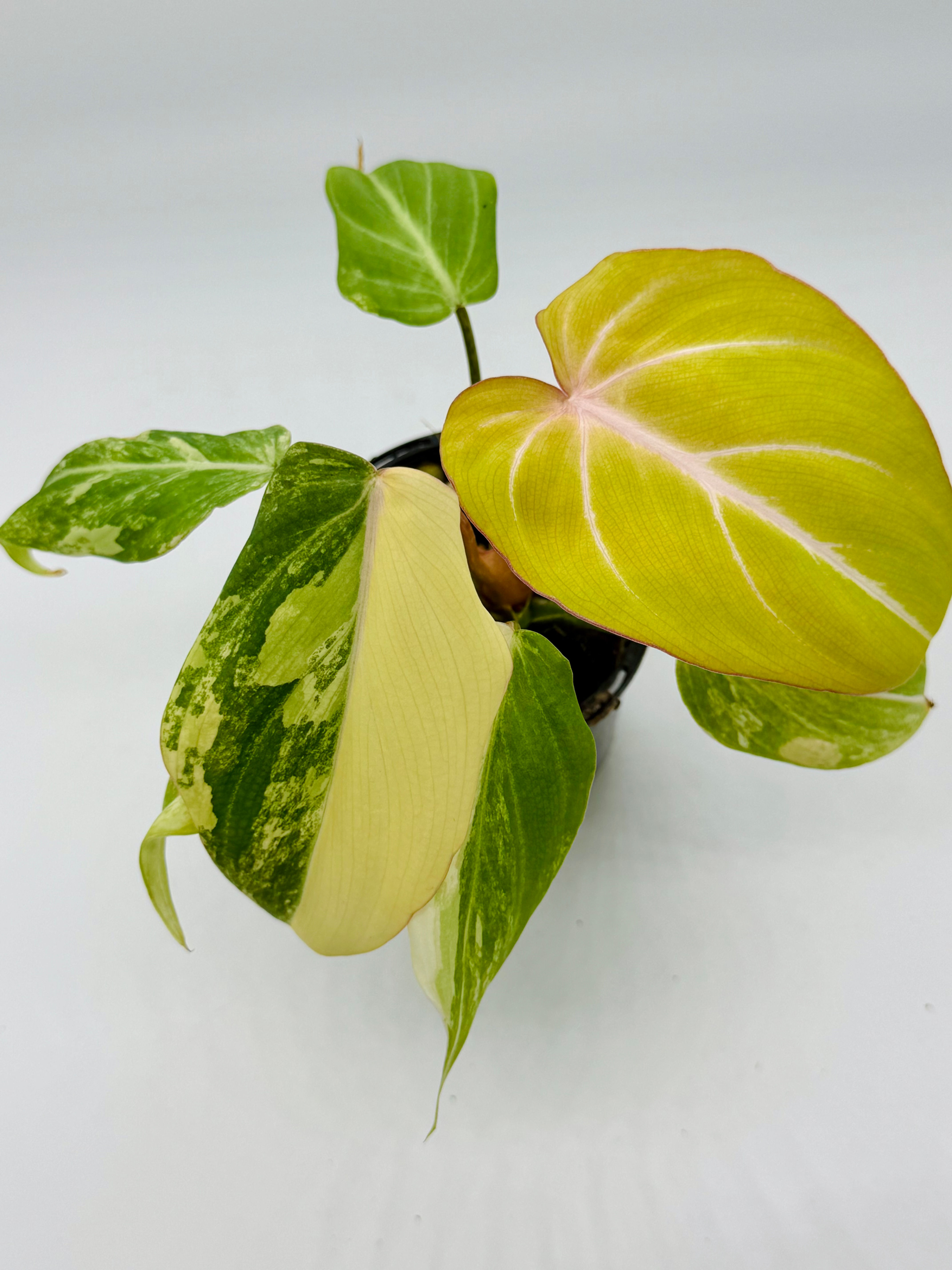 Philodendron Gloriosum Variegated