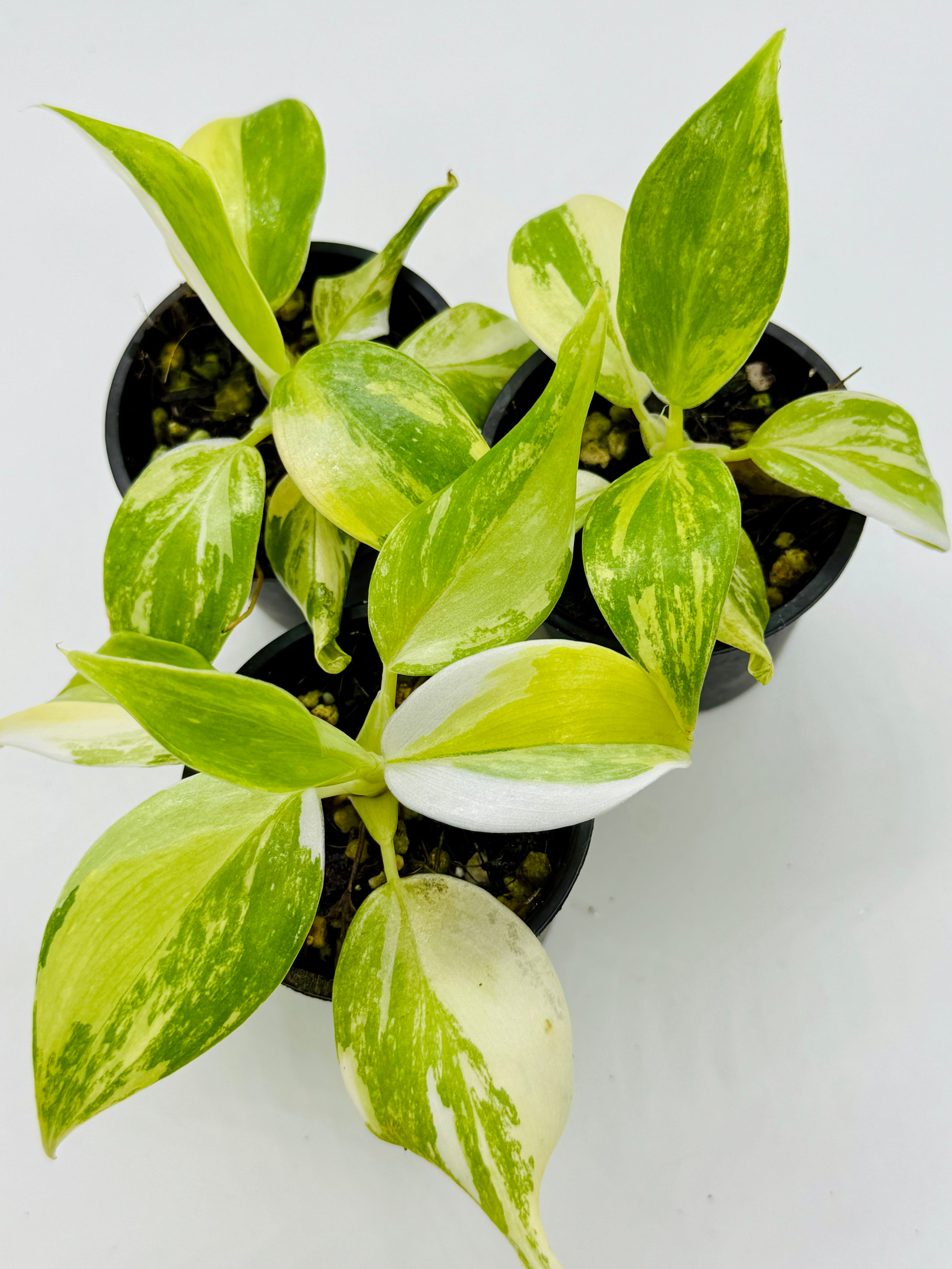 Philodendron White Wizzard Aurea-Tricolour Variegated