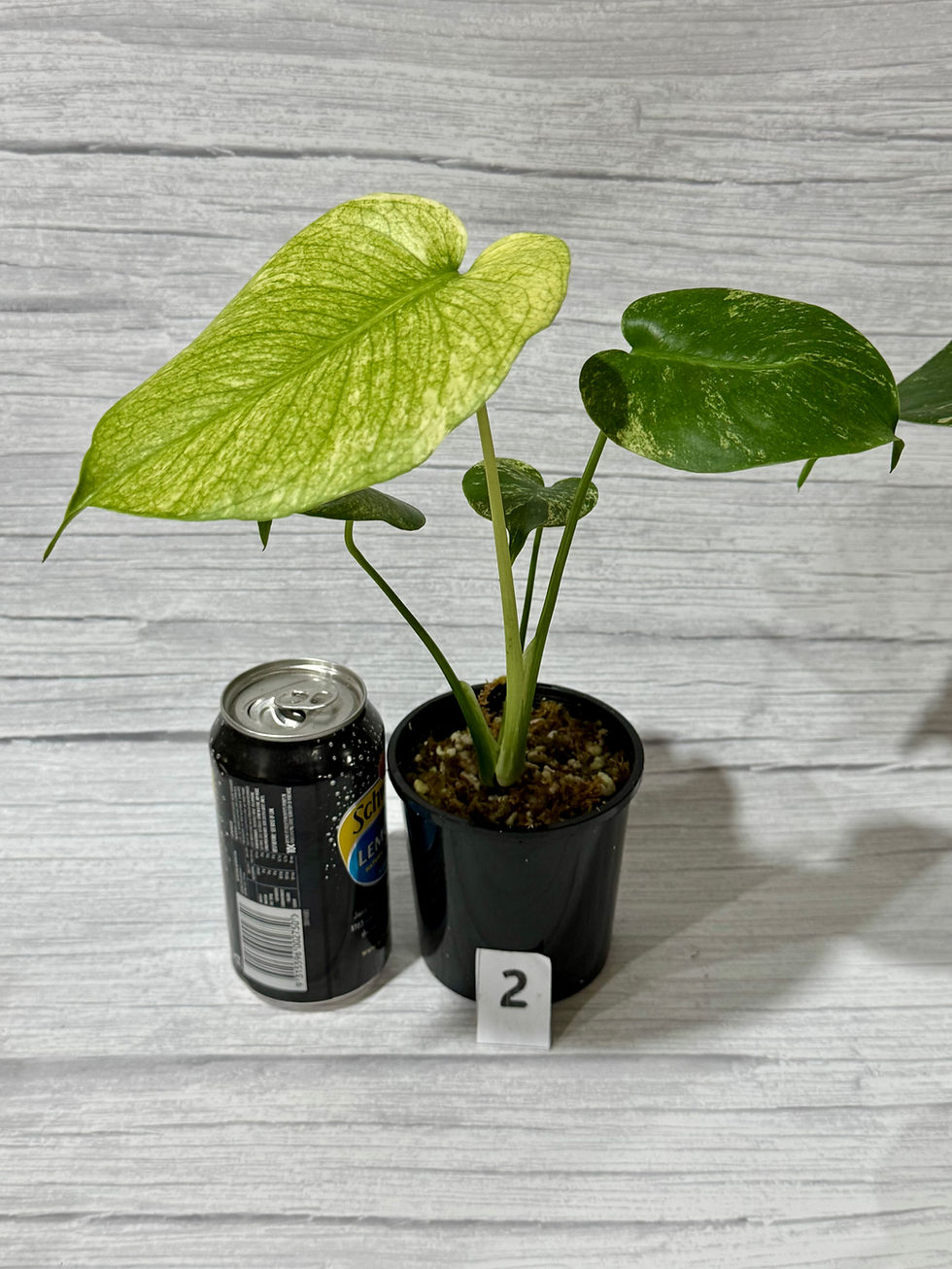 Thumbnail: Monstera White Monster Tip Cutting in 100mm