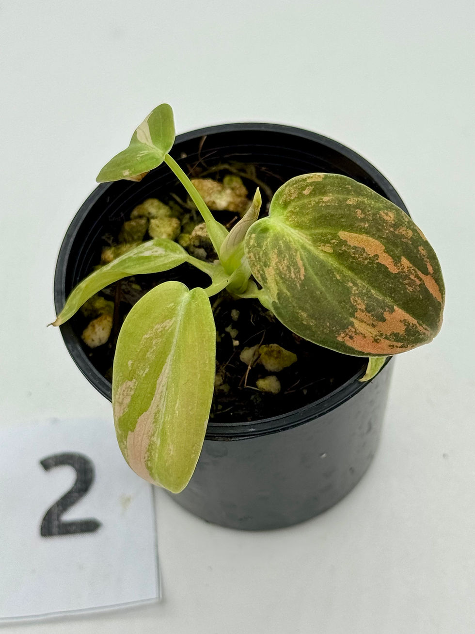 Thumbnail: Philodendron Melanochrysum Pink Orange Variegated 
