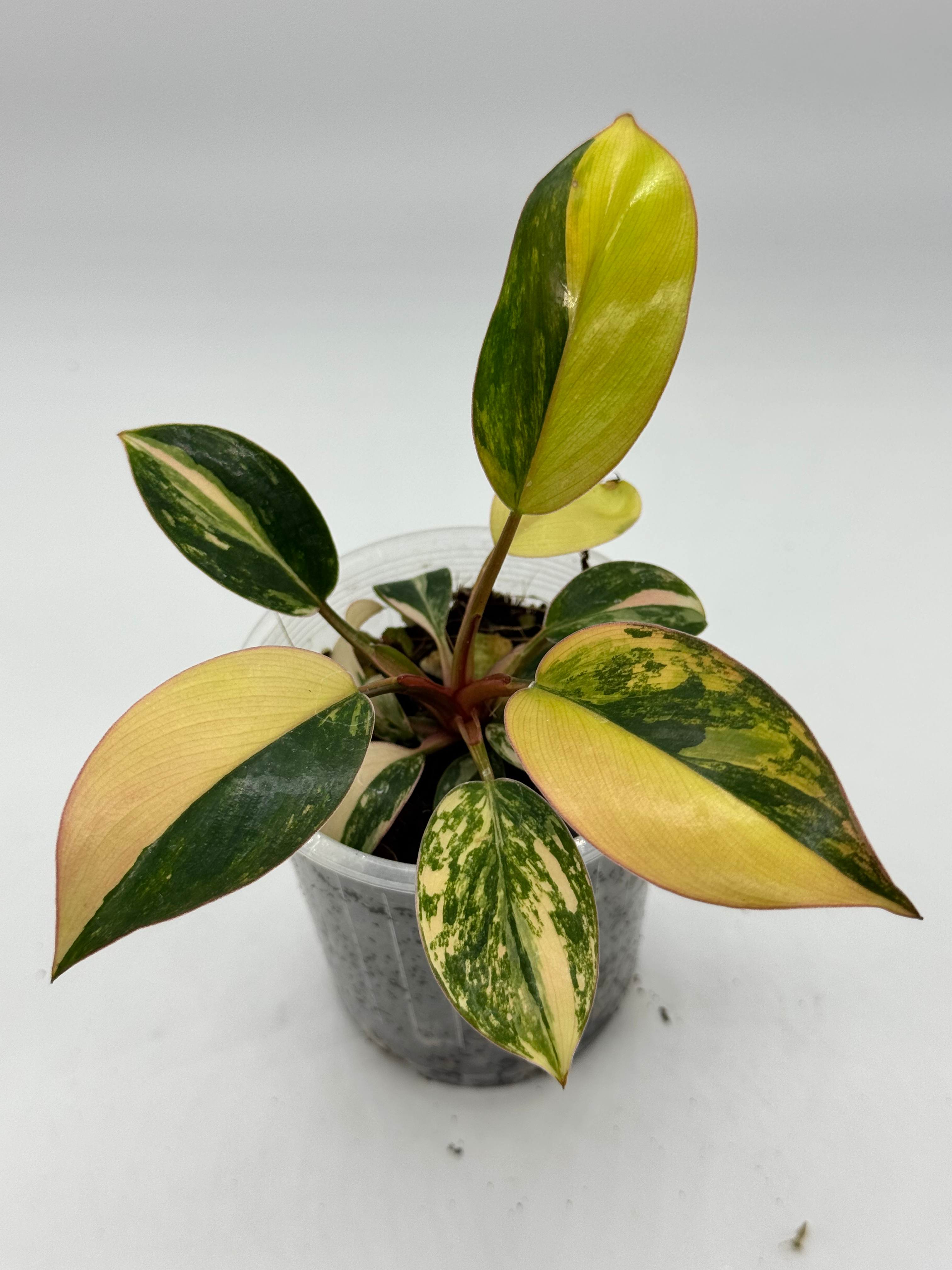 Philodendron Red Congo Variegated 