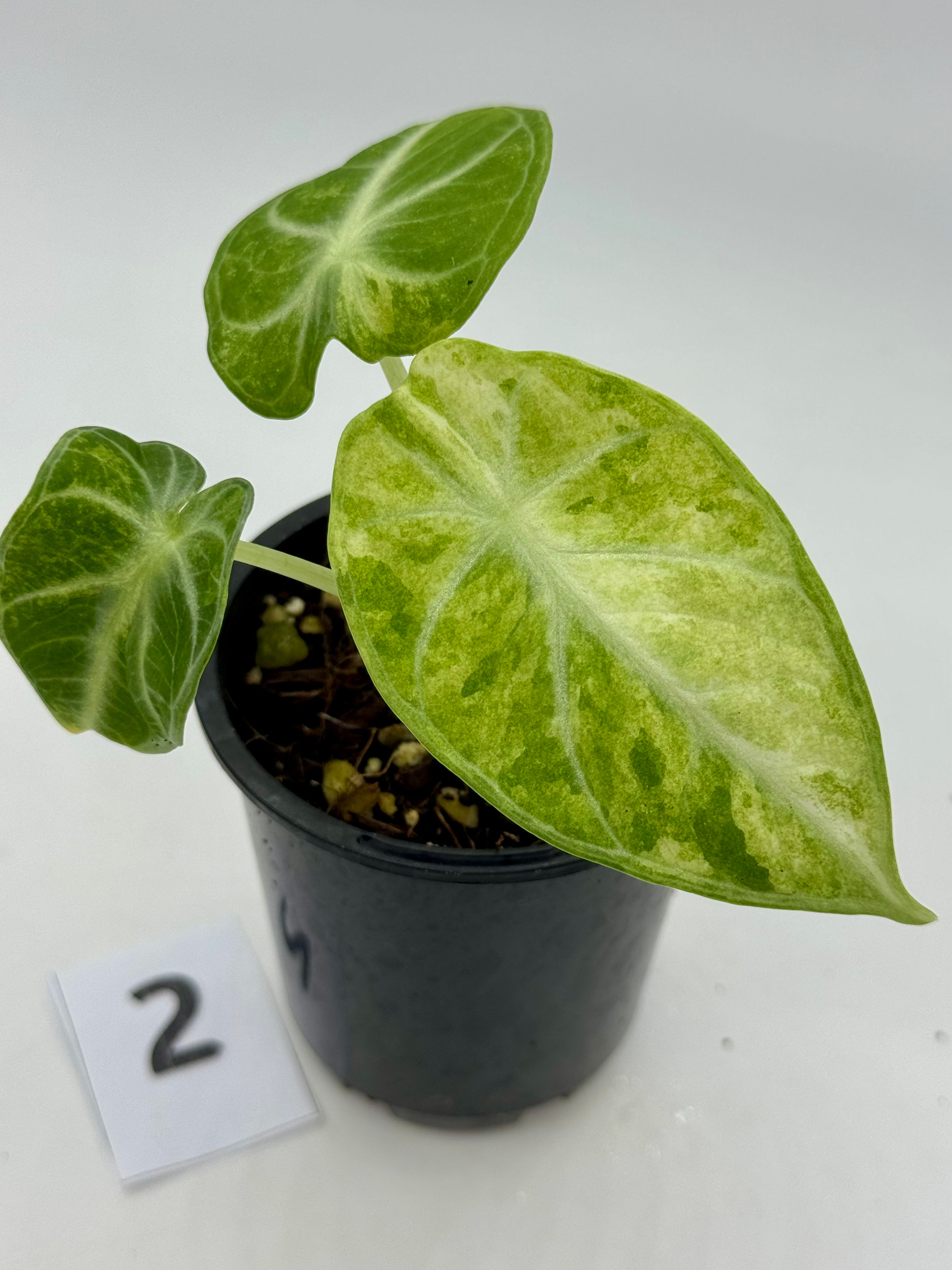 Alocasia Ninja Splash Variegated #2 in 70mm