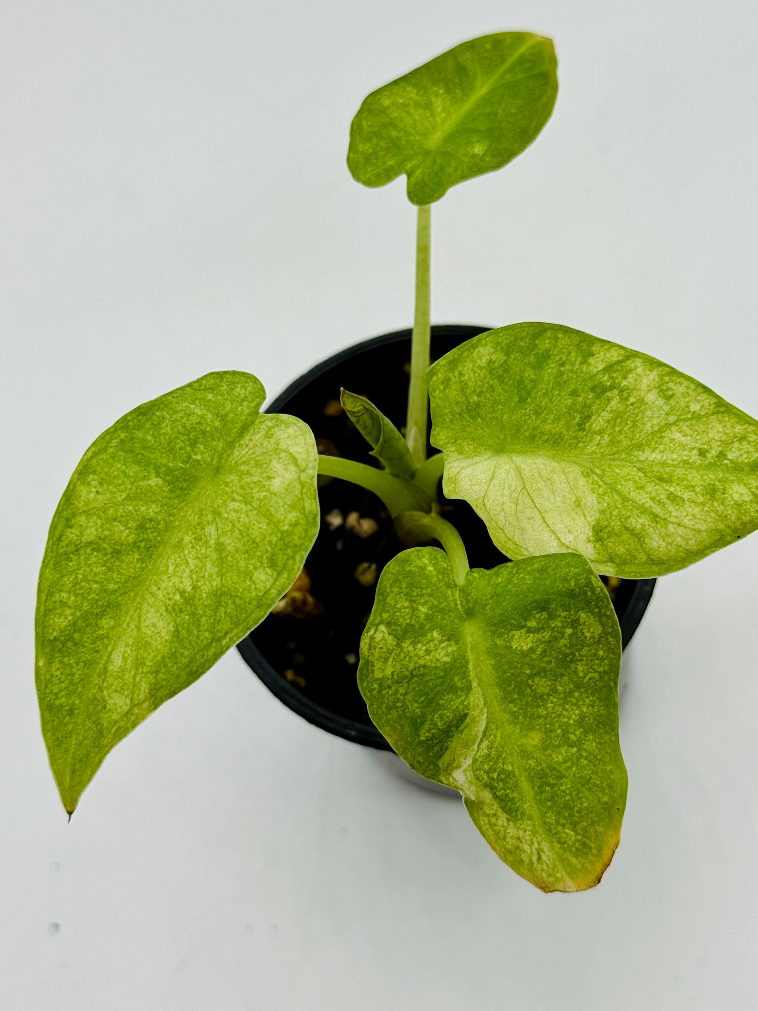 Alocasia Regal Shield Variegated