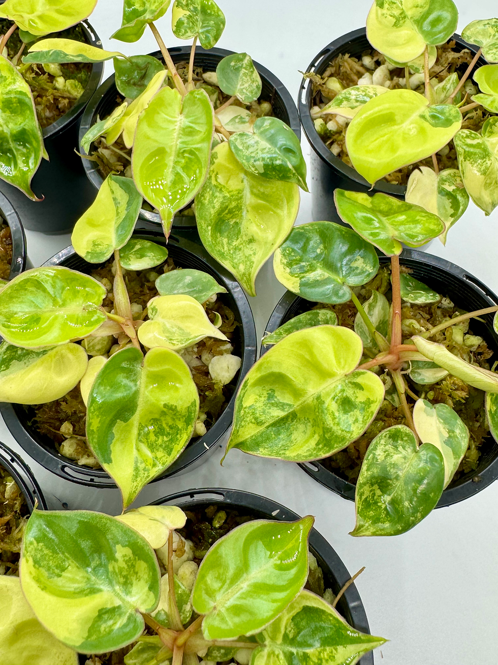 Philodendron Billietiae Variegated