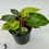 Thumbnail: Philodendron Billietiae Variegated (2 plants)