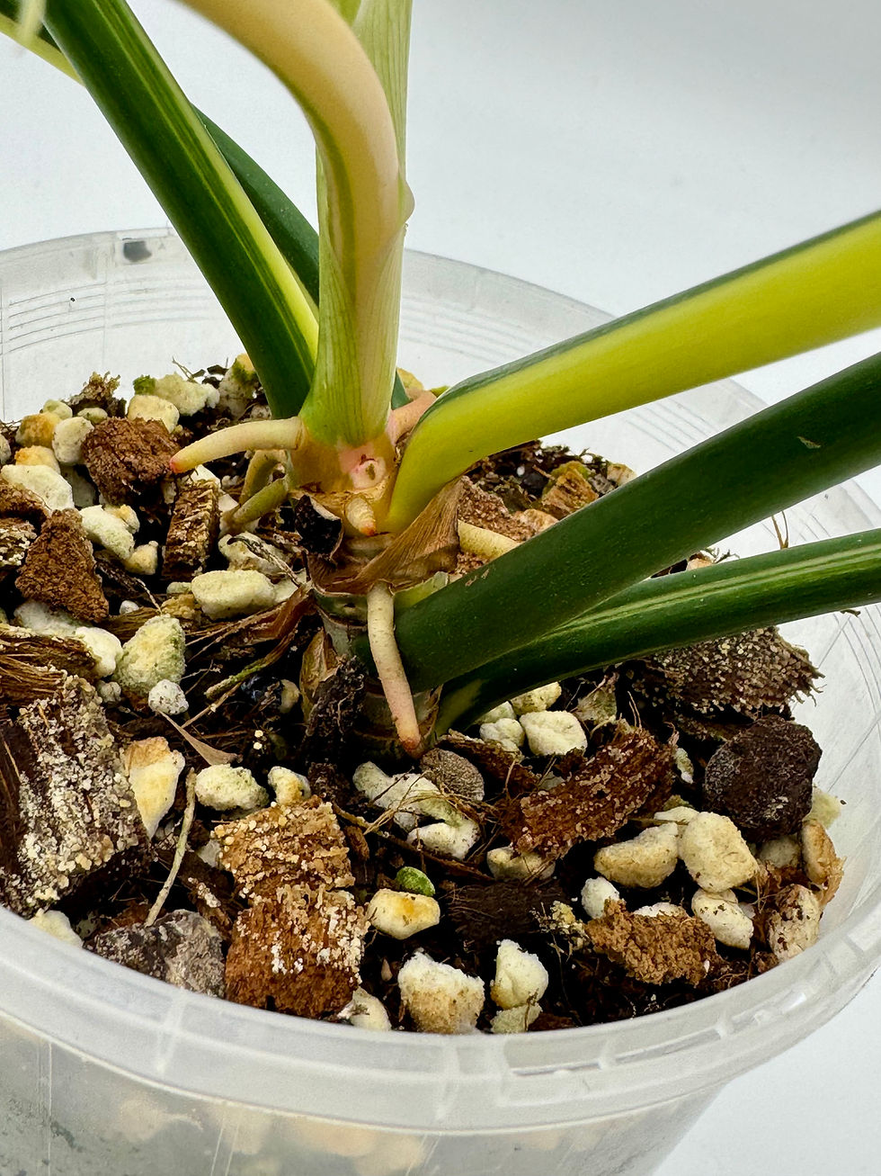 Thumbnail: Philodendron Golden Dragon Albo Variegated in 150mm