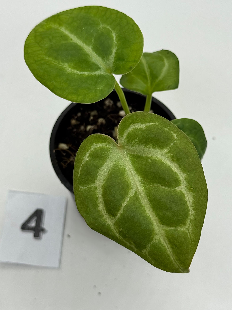 Thumbnail: Anthurium Tezula RC x ( SKG Silver x RC) in 50mm