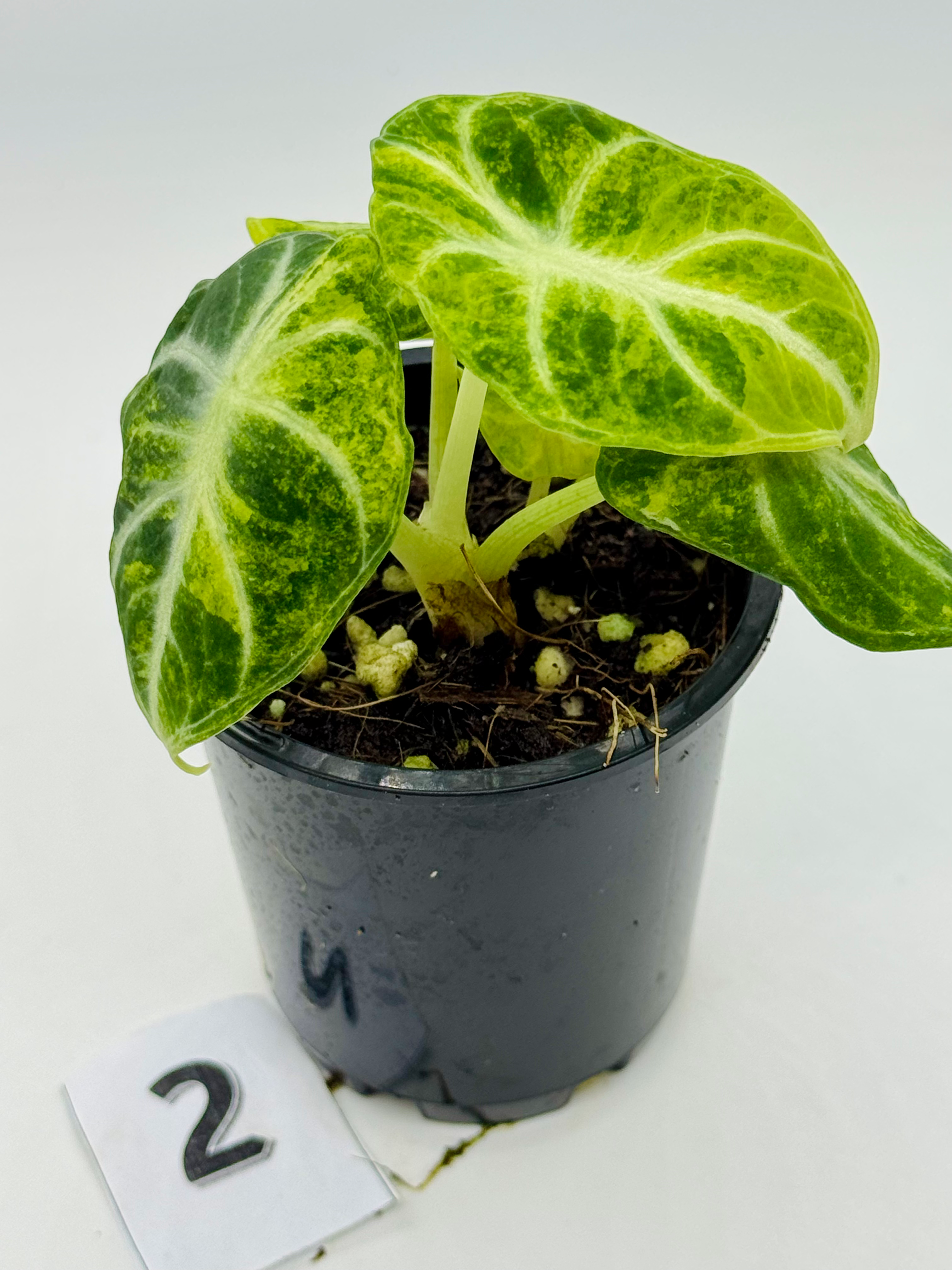Alocasia Ninja Aurea Variegated #2