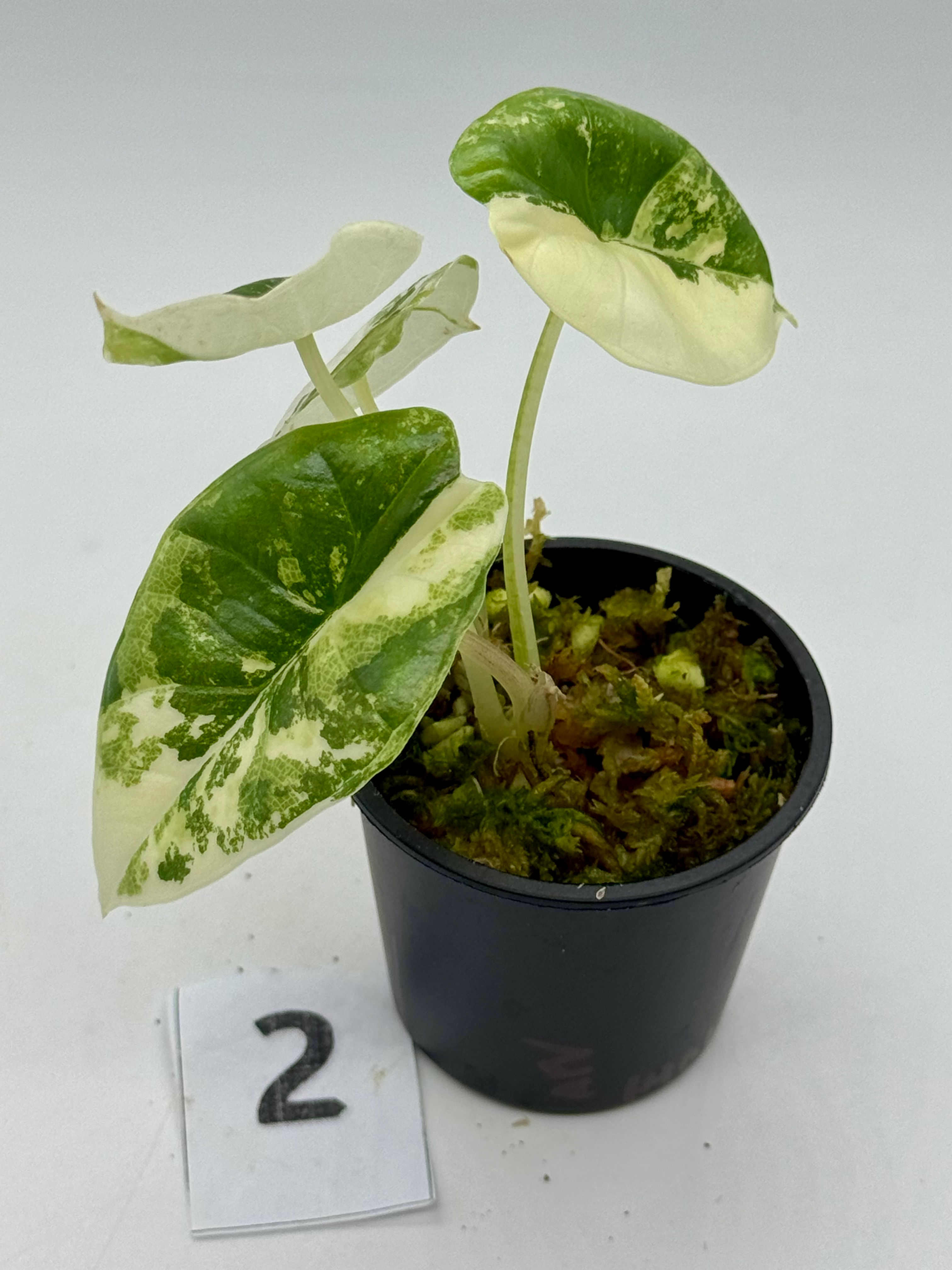Alocasia Platinum Albo Variegated
