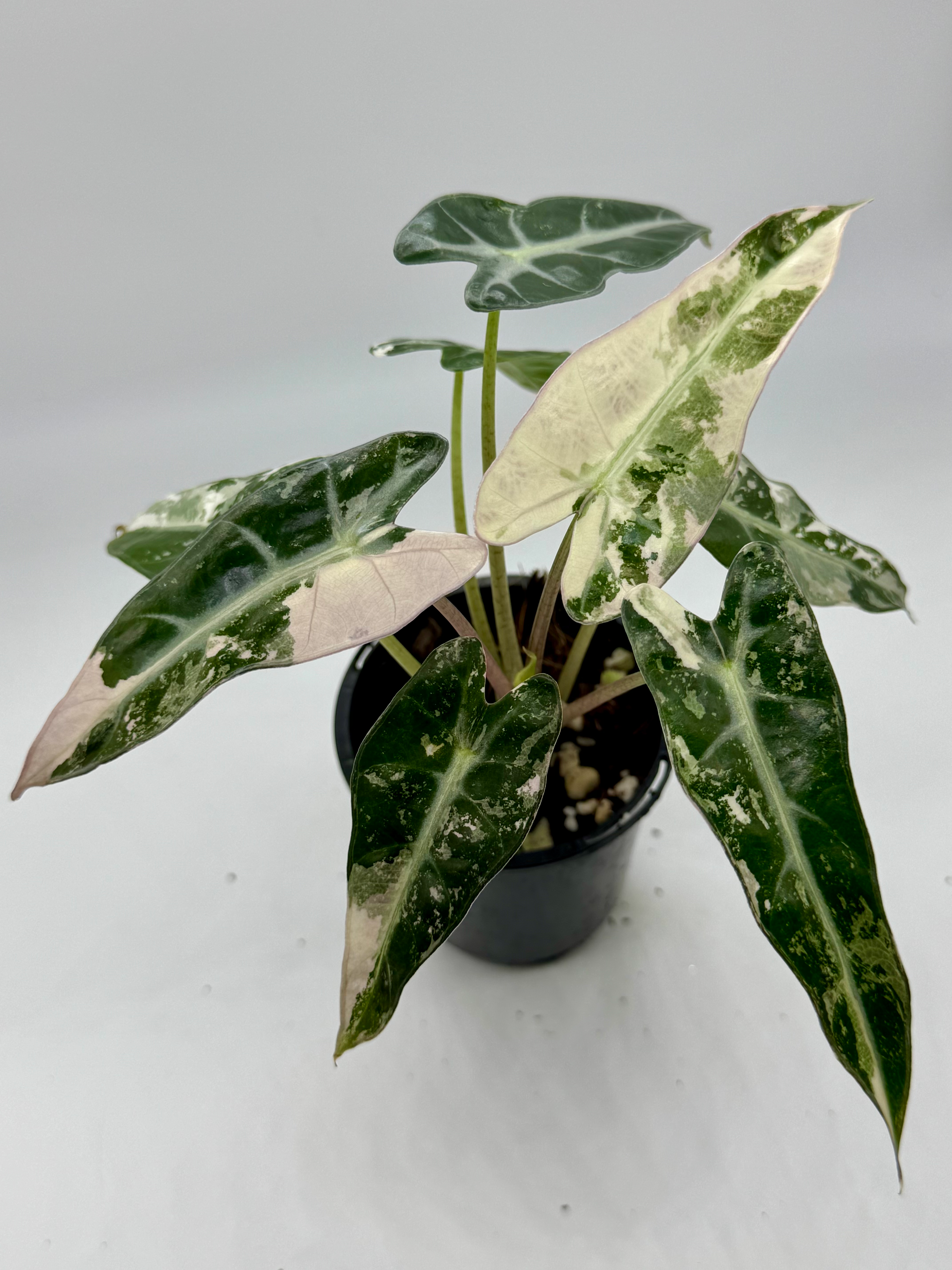 Alocasia Bambino Pink-Albo Variegated 