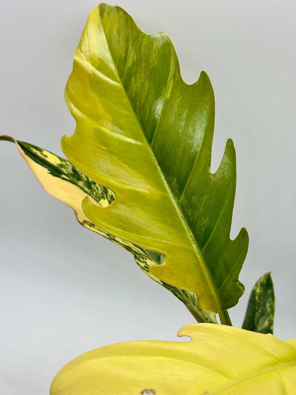 Philodendron Caramel Marble Variegated in 90mm Pot
