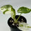 Thumbnail: Alocasia Regal Shield Albo Variegated in 70mm