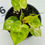 Thumbnail: Philodendron Billietiae Variegated in 50mm