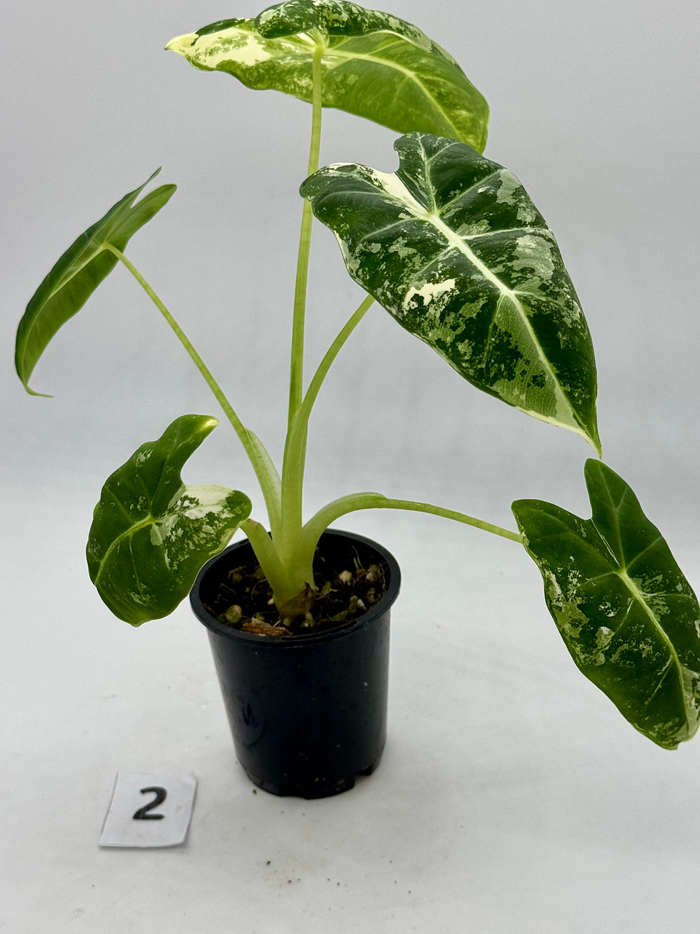 Thumbnail: Alocasia Frydek Variegated 
